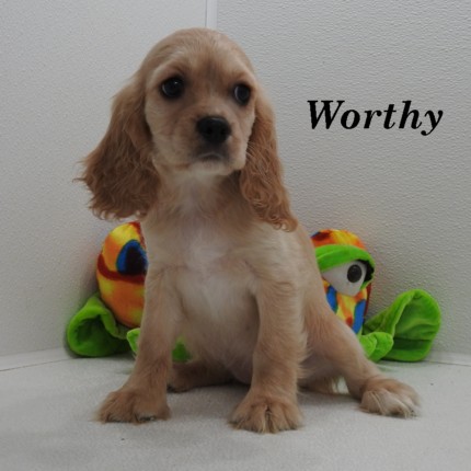 puppy, for, sale, Cockilear, Joe & Cherri  Overlease, dog, breeder, Miller, MO, dog-breeder, puppy-for-sale, forsale, nearby, find, puppyfind, locator, puppylocator, aca